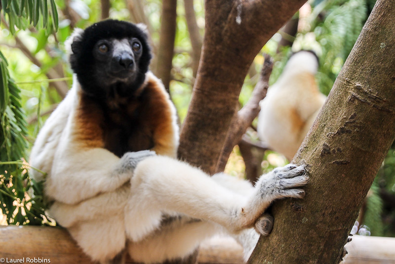 Picture of a Sifaka, a type of lemur in Madagascar