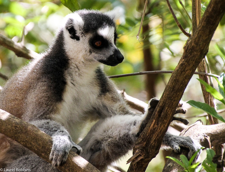 Picture of a ring-tailed lemur in Madagascar