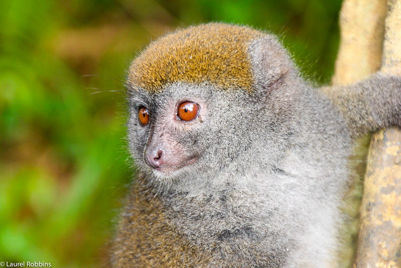 Picture of a Bamboo Lemur in Madagascar