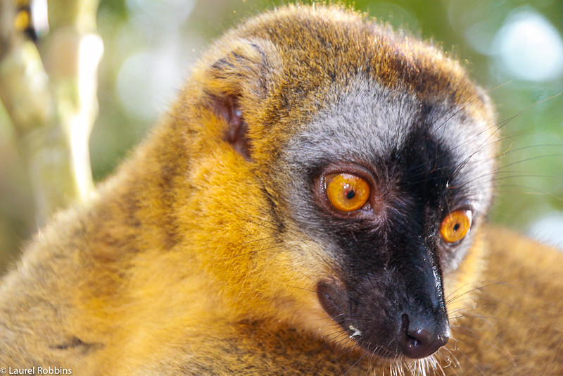 Picture of a Sportive Lemur in Madagascar