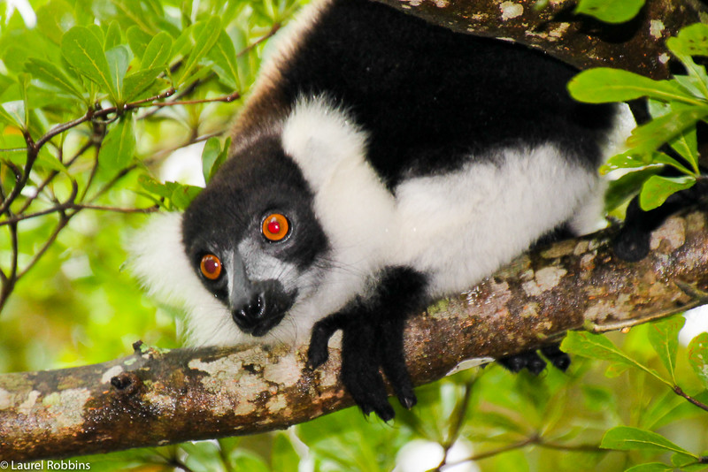 Picture of a ruffed lemur in Madagascar