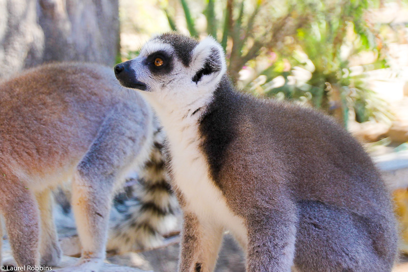 Picture of a ring-tailed lemur in Madagascar