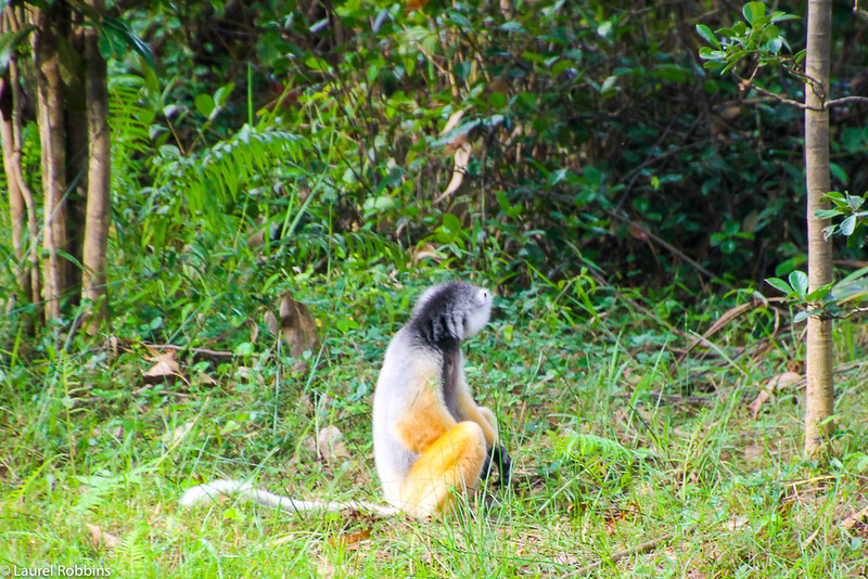 Picture of a Sifaka, known as the dancing lemur.