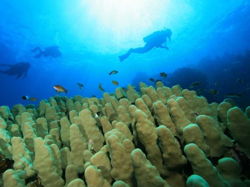 east coast of Malloarca has good diving