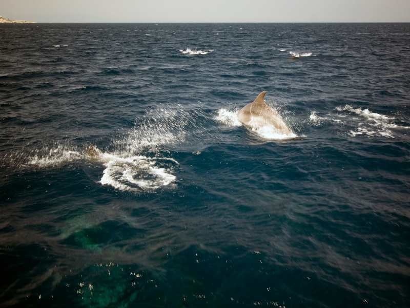 Dolphin tours are well-worth it if you are looking for adventure in Mallorca