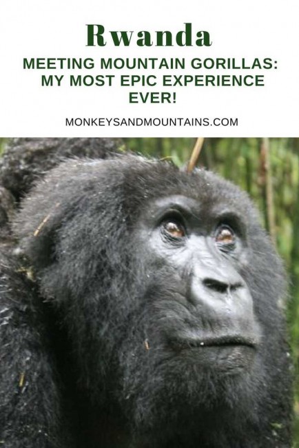 Meeting Mountain Gorillas_ My Most EPIC Experience Ever!