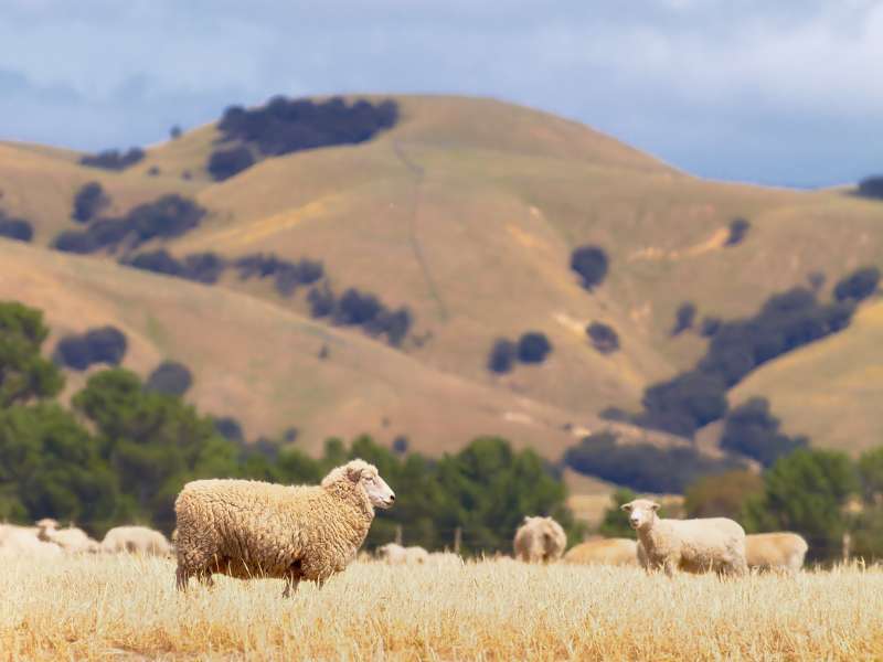 Merino sheep is known for its excellent wool quality