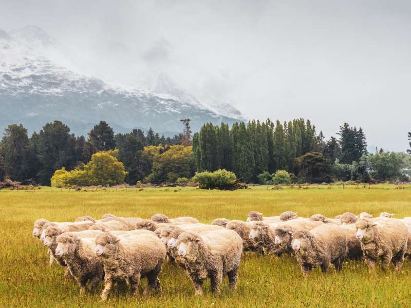 benefits of merino wool for hiking