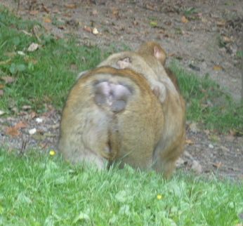 Overweight macaque carrying her baby