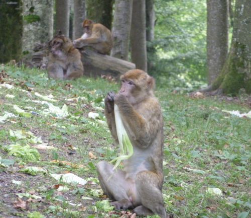 Monkey eating celery at Monkey Mountain (Affenberg), Germany