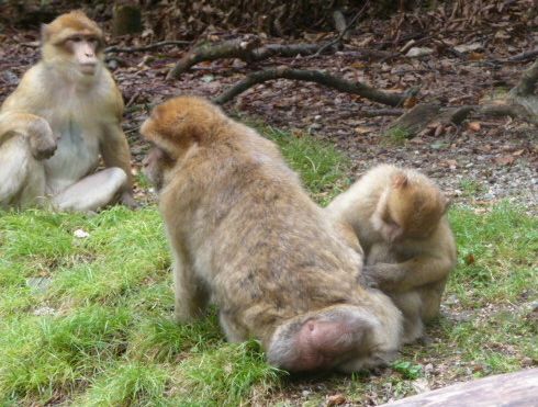 Monkey grooming another Barbary macaque while another one looks on.