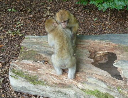 A highlight of Monkey Mountain for me was watching the adorable young ones play.