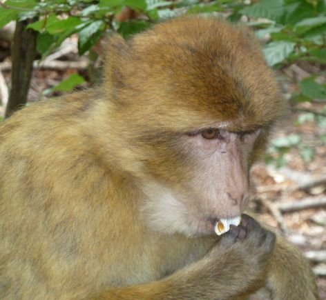 Macaque eating popcorn, one of their favorite snacks at Affenberg