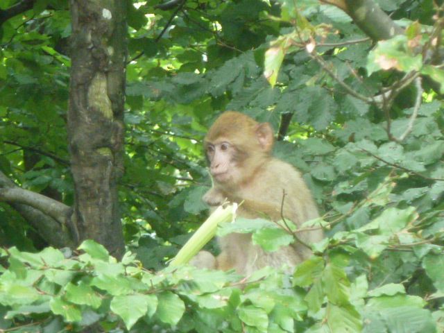 Monkey hanging out in a tree at Monkey Mountain (Affenberg), Germany