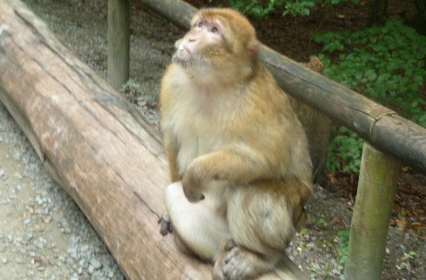 Monkey waiting for food at Monkey Mountain (Affenberg)