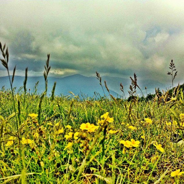 montseny natural park flowers