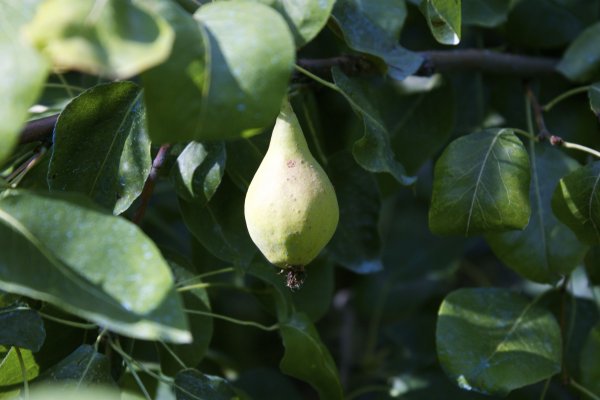 montseny natural park fruit