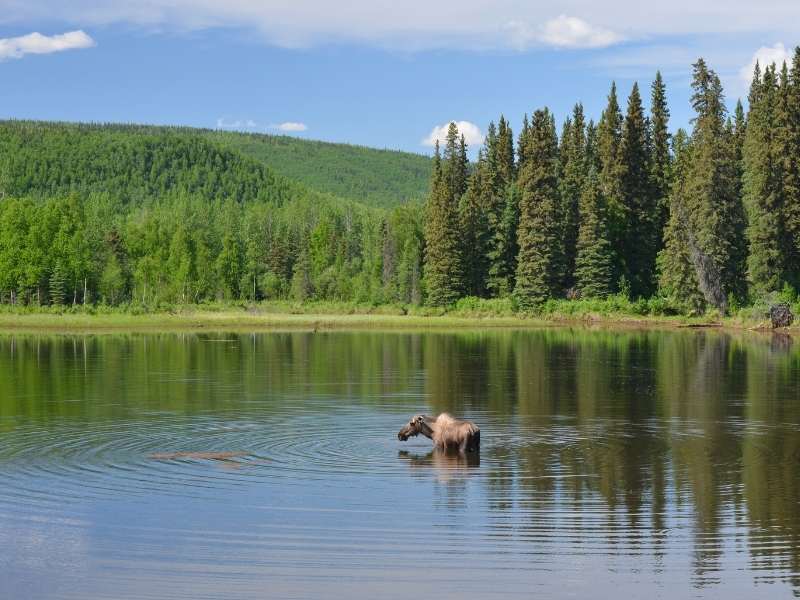 moose are found in wetlands of Banff