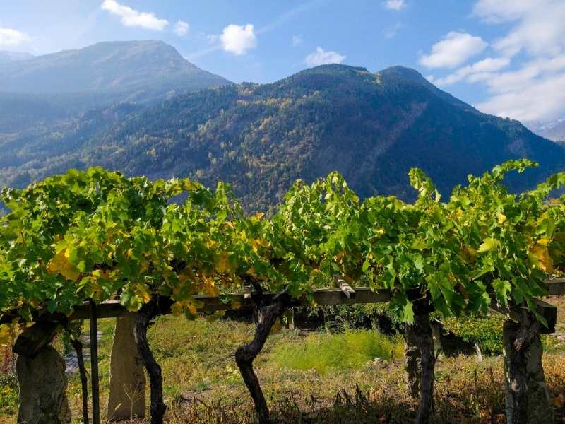 visiting vineyards is a top thing to do in the Aosta Valley