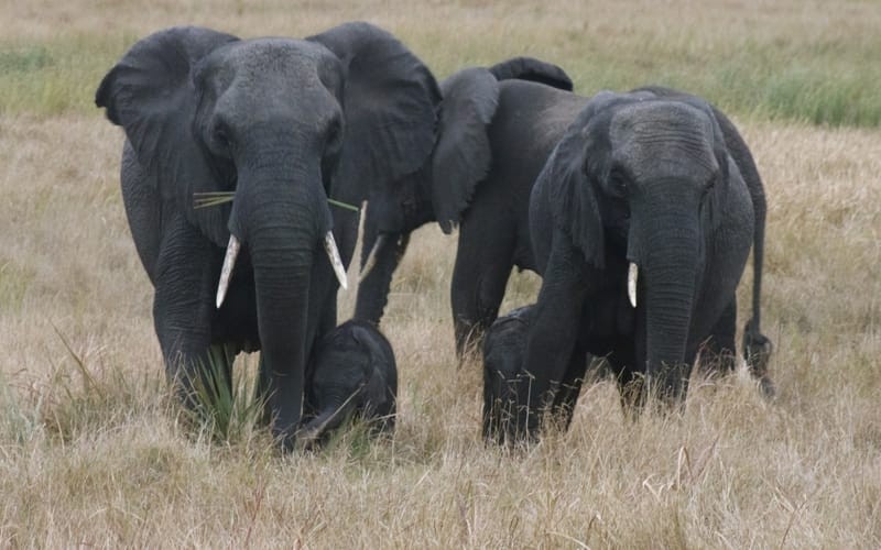 Mother and baby elephants at Tembe Elephant Park in South Africa