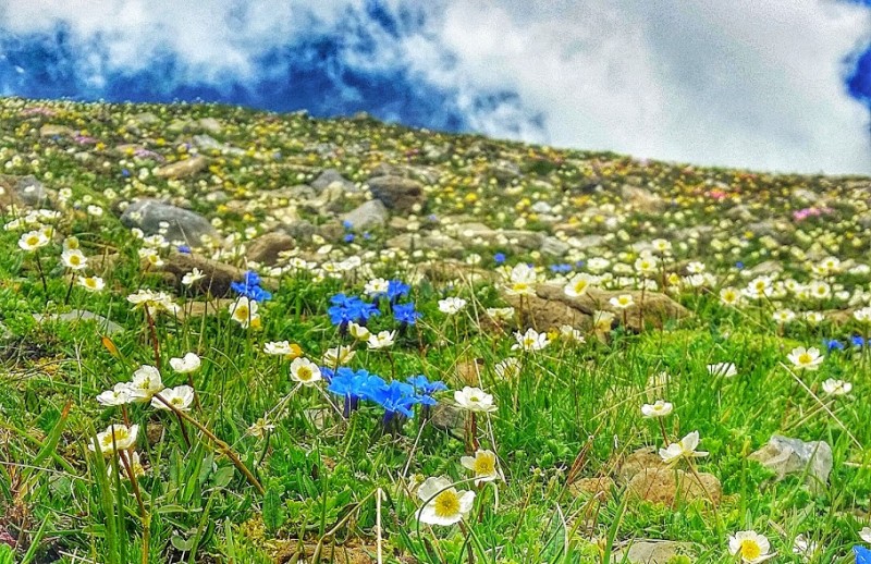 mountain wildflowers in the Jungfrau region of Switzerland