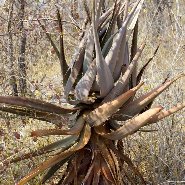 Namibia