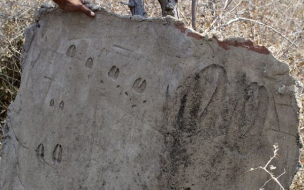 Namibia bush animal tracks