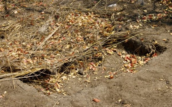 Namibia bush animal trap