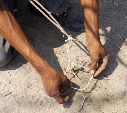 how to make a guinea fowl trap, Namibian bushman style