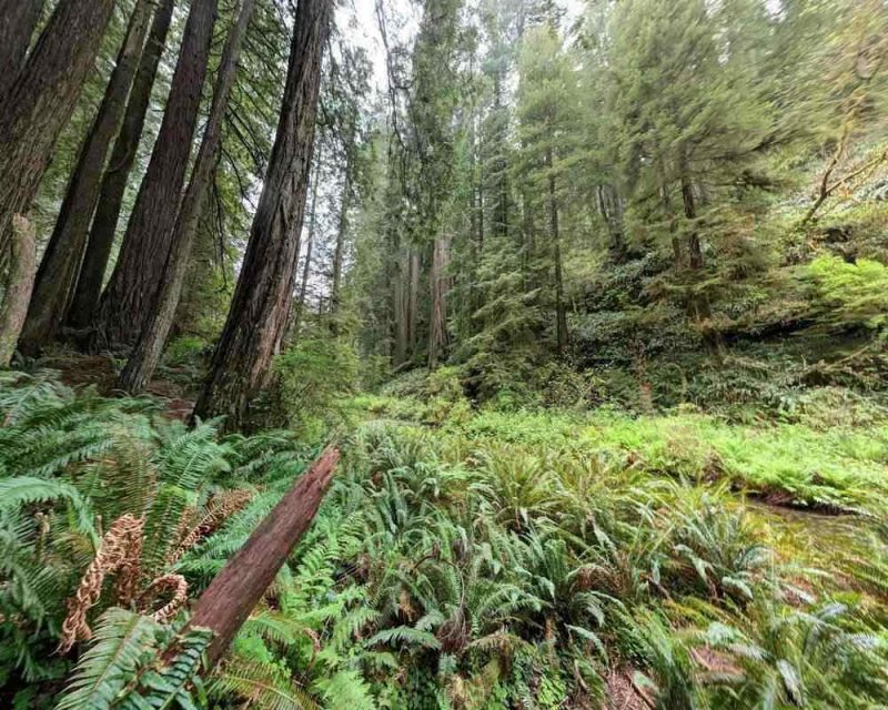 The Grove of Titans is the perfect place to take a hike and enjoy the scenery and marvel at the wooden giants that this area has to offer. 