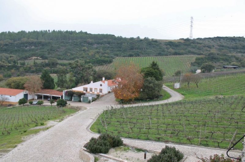 Take a stroll through beautiful vineyards in Portugal