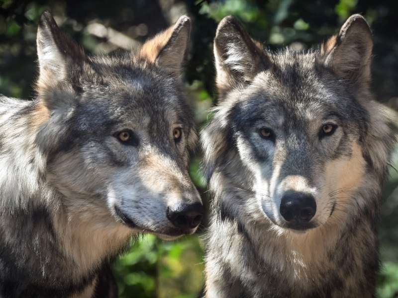 you can see grey wolf in Banff and near Banff at a sanctuary