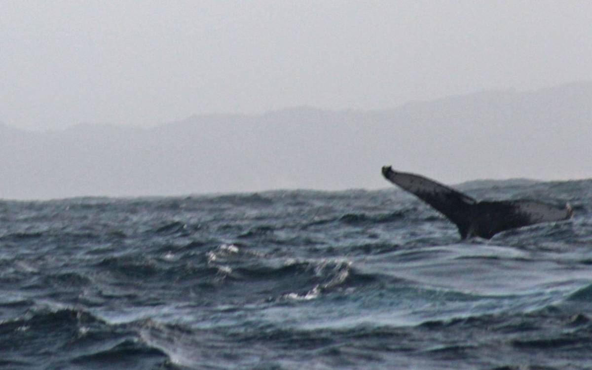 Humpback whale tail seen while whale watching in St. Lucia, South Africa