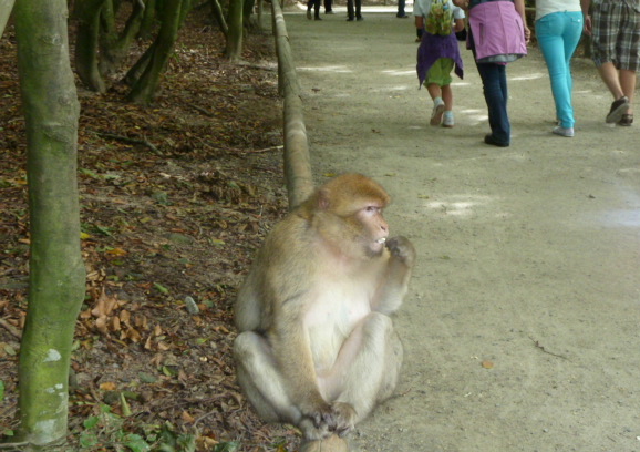 Barbary macaques can only be fed when sitting on the wooden fence.