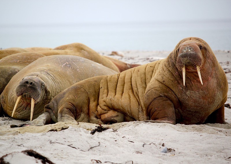 the Arctic is home to a surprising amount of wildlife that you'll see on your adventure