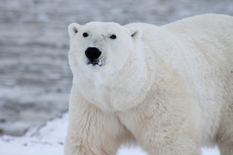 seeing a polar bear is a highlight on Arctic travels