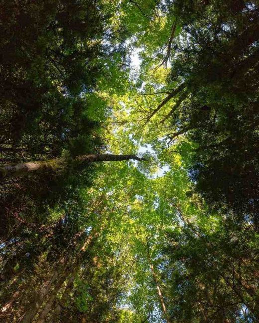 Hike on a covered trail to Poo Poo Point to enjoy breathtaking views. This hike is one of the most popular things to do in Washington State. 