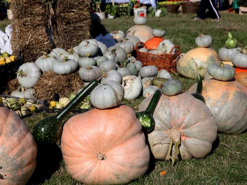 Pumpkin Festival