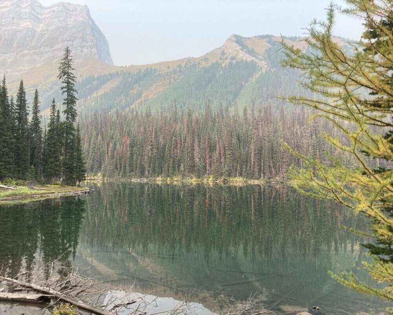 The golden Larch trees are a great reason to get out and hike this Fall. 