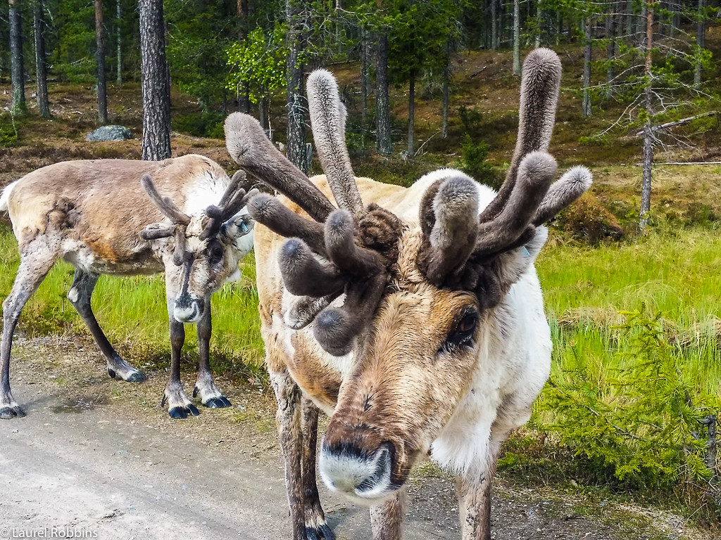 wildlife in northern Finland