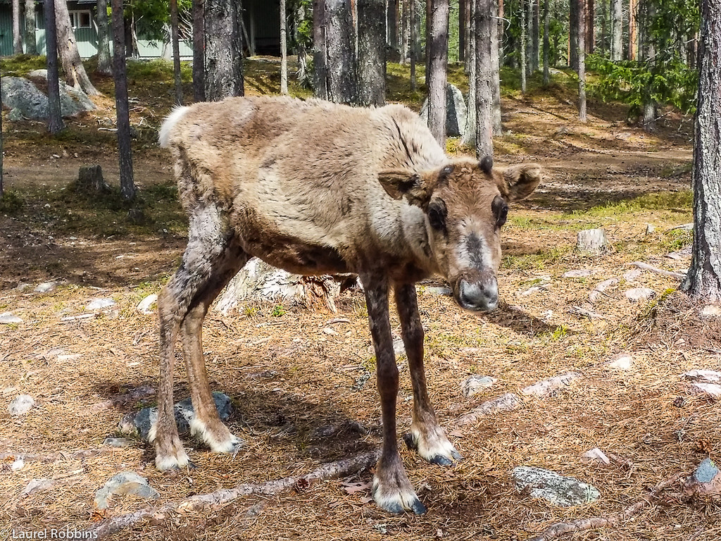 Cute reindeer calf seen in Salla, located in Finnish Lapland