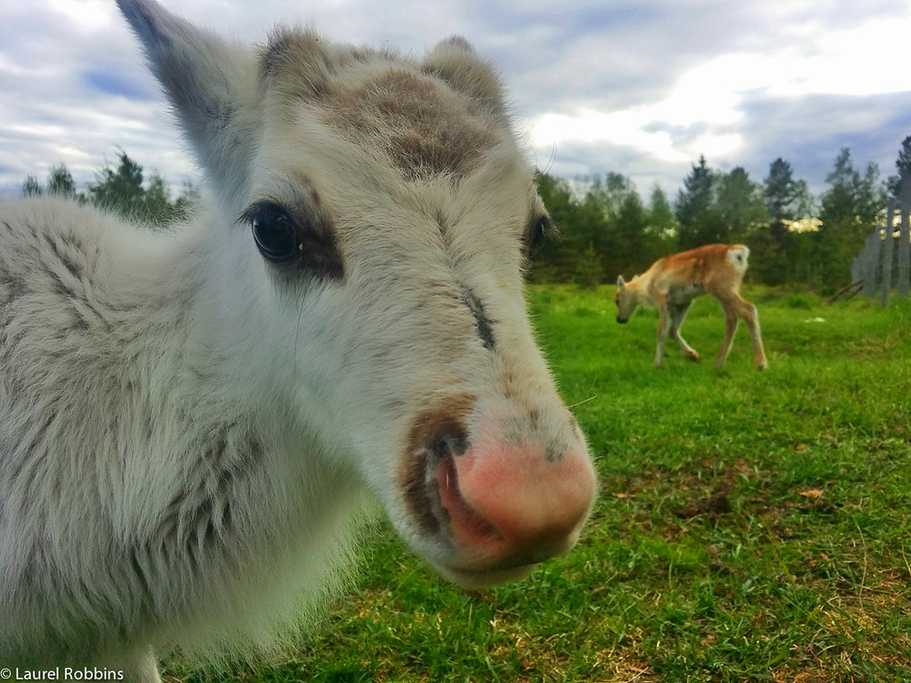 cute calf in Hossa, Finland, who would have been able to stand and walk almost immediately after being born.