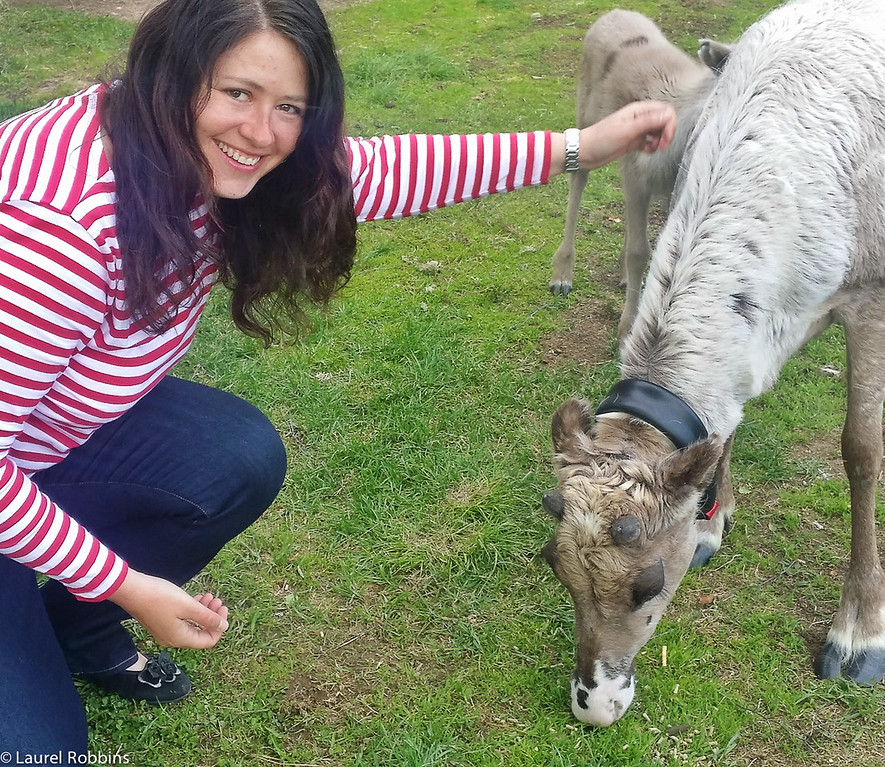 Hanging out with a new calf who is only a few weeks old in Finnish Lapland.