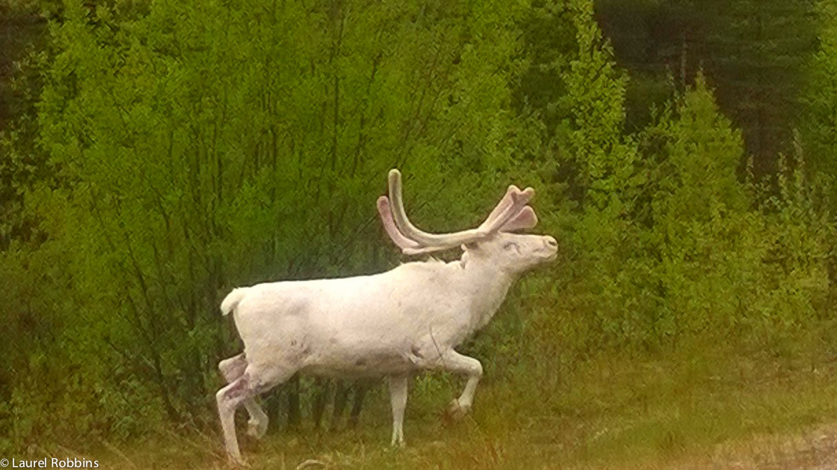 Rare albino reindeer seen near Utsjoki in Finnish Lapand. He seemed to know that he was special and even took a few seconds to stop and pose.