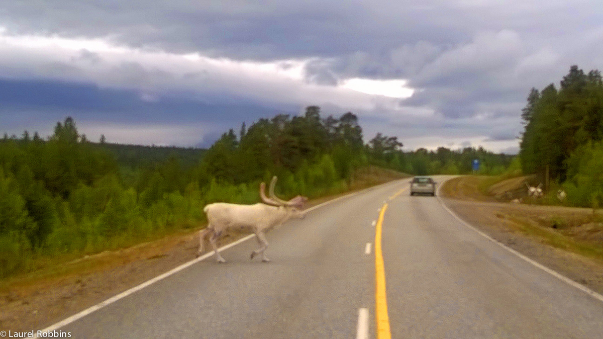 Rare albino reindeer crossing the road near Utsjoki in Lapland. They have no fear of cars, but would disappear into the bush when they saw me on my bike.