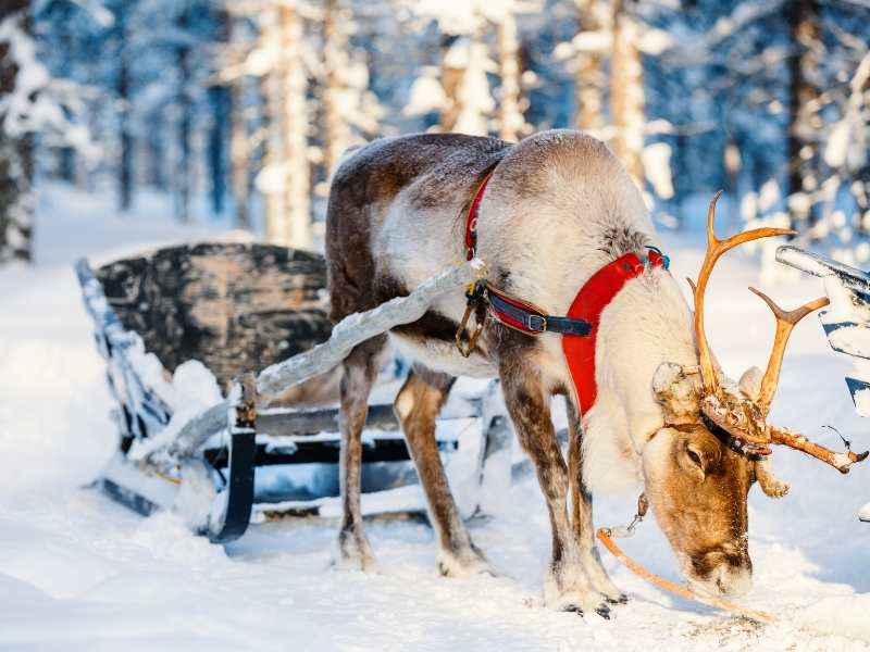 fun facts about reindeer in Finland