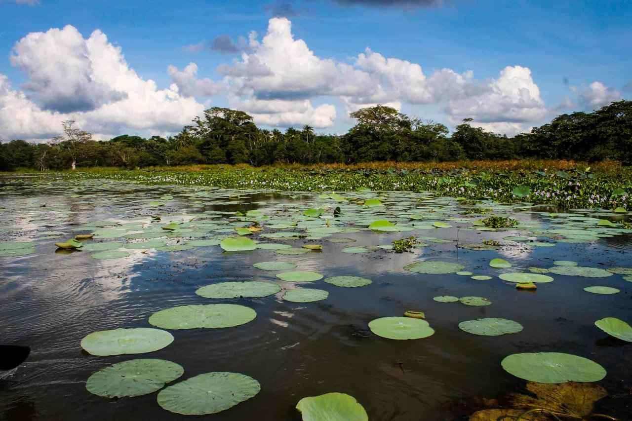 reservoir at Hiriwadunna, near Habarana in Sri Lanka