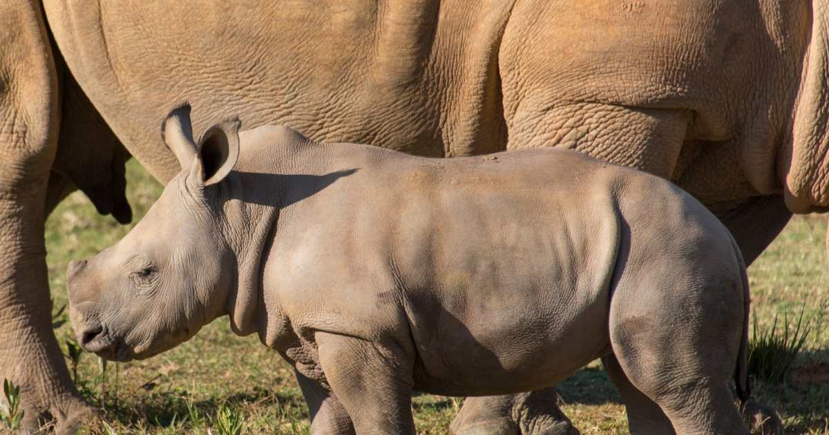 see rhinos at Hllane Royal Park in Swaziland