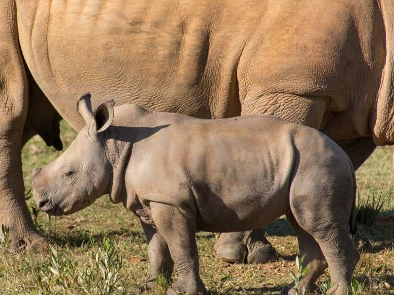 you can do a special rhino tour at Hlane Royal Park