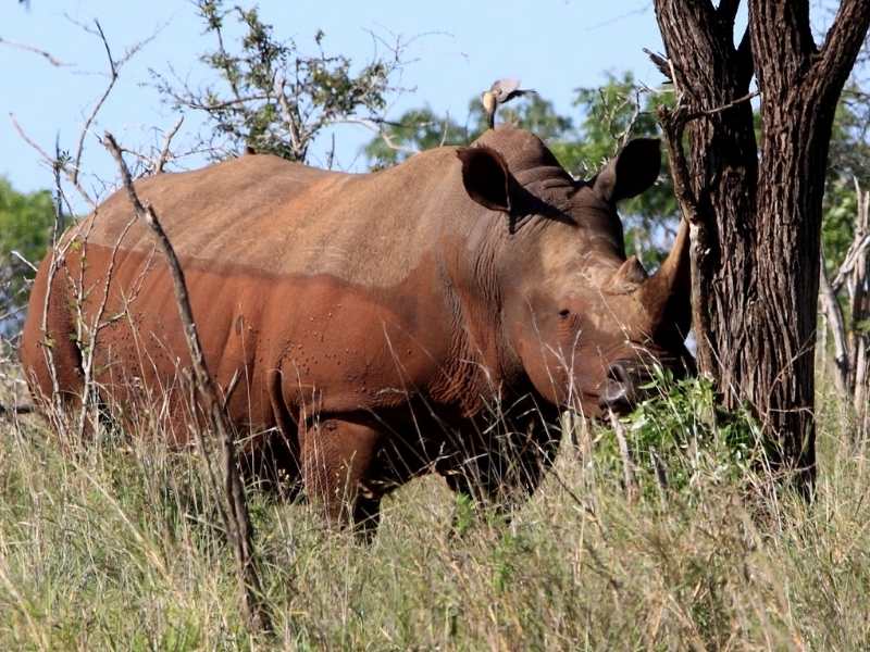 Hlane Royal Park in Swaziland is a great place to observe rhinos